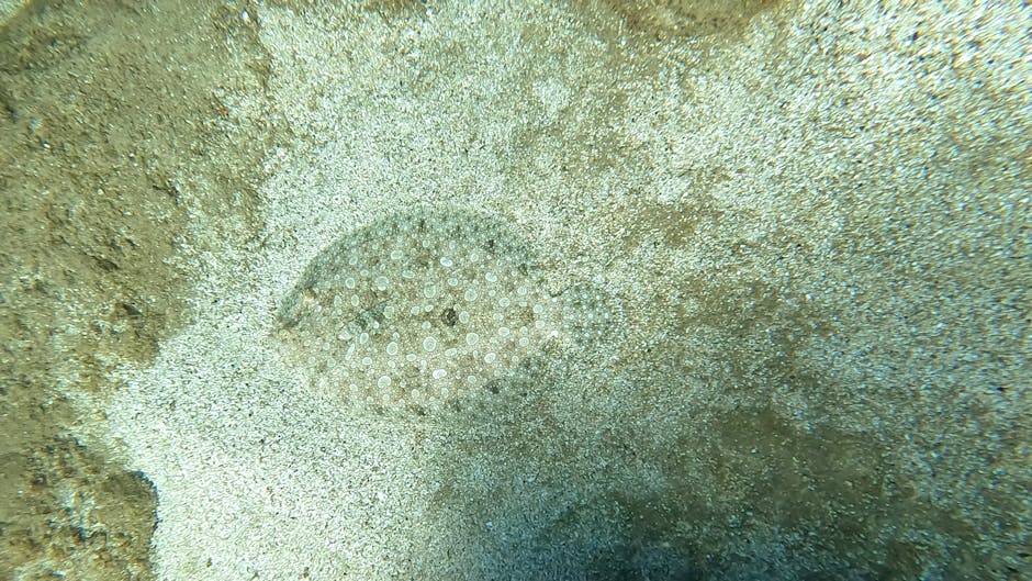 An underwater scene showing a round sea urchin with a spiny, textured exterior, situated on sandy ocean floor with patches of coral and marine debris. The surrounding environment features muted shades