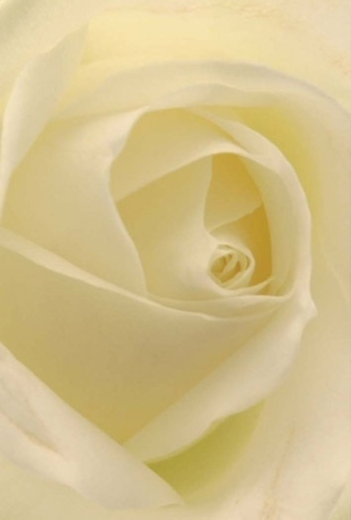 Seen up close through the eyes of a South Hornchurch florist, this classic white rose exudes tranquility and sophistication, its layered petals blending tones of ivory and cream in perfect harmony. The petals radiate outwards, each edge crisp yet soft, enhanced by the gentle light that pours in from a local florist's window near Suttons Lane. There's a subtle radiance to the bloom, as if quietly illuminated from within. Its central spiral is a flawless exemplar of nature's elegance-suggestive of resilience and purity-while the nuanced shifts in shadow and hue elevate its understated beauty. This is the rose one presents in life's pivotal moments-a romantic gesture, a sincere apology, or as a centrepiece for a wedding in South Hornchurch's cherished venues. The almost-imagined fragrance is clean and understated, the sort that leaves an impression of serenity wherever the bouquet is placed. The skill in this arrangement lies in its simplicity, allowing every petal's shape and tone to convey emotion and intent, the tell-tale mark of expert floristry in our community.